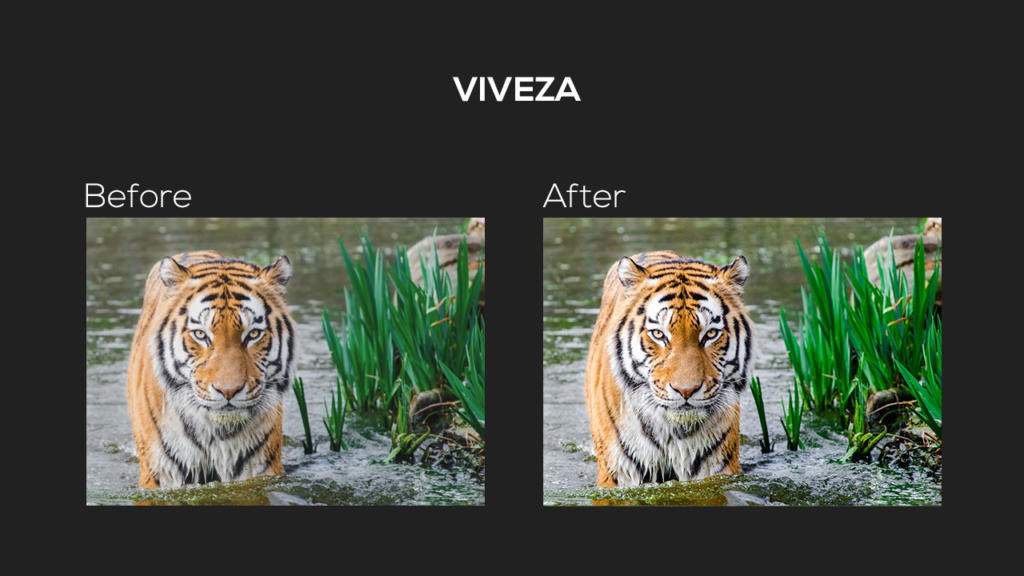 Confronto affiancato di una tigre in acqua, che mostra le immagini Prima e Dopo migliorate con Google Nik Collection. L'immagine Dopo vanta colori vivaci e contrasto. Entrambe mostrano la tigre vicino a canne verdi, con VIVEZA in evidenza sopra.