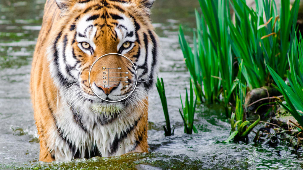 Una tigre è in piedi in acque poco profonde in mezzo a rigogliose piante verdi, con la pelliccia bagnata che luccica. Una sovrapposizione grafica circolare con cursori di regolazione suggerisce un fotoritocco, forse usando Google Nik Collection, catturando il momento maestoso in dettaglio artistico.