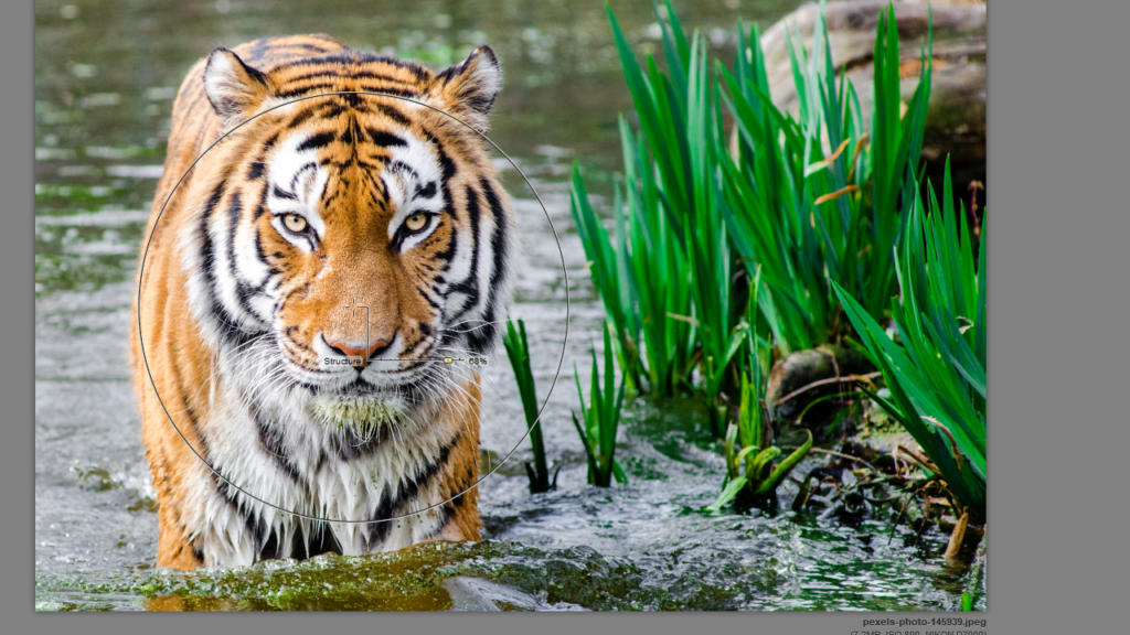 Una tigre guada acque poco profonde, con lo sguardo intenso e imperturbabile. Canne verdi si ergono sulla destra, mentre una grande roccia ancora lo sfondo. Il riflesso luccica sulla superficie, simile a un capolavoro realizzato con la precisione degli strumenti della Google Nik Collection.