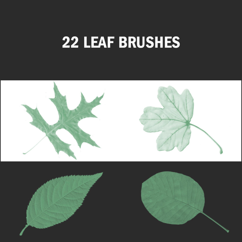 Un'immagine intitolata 22 Leaf Brushes presenta le immagini di quattro foglie diverse: una foglia d'acero dai bordi frastagliati, una foglia d'acero a cinque lobi, una foglia allungata con sottili dentellature e una foglia larga e ovale, perfetta per i tuoi progetti con pennelli Photoshop gratuiti.