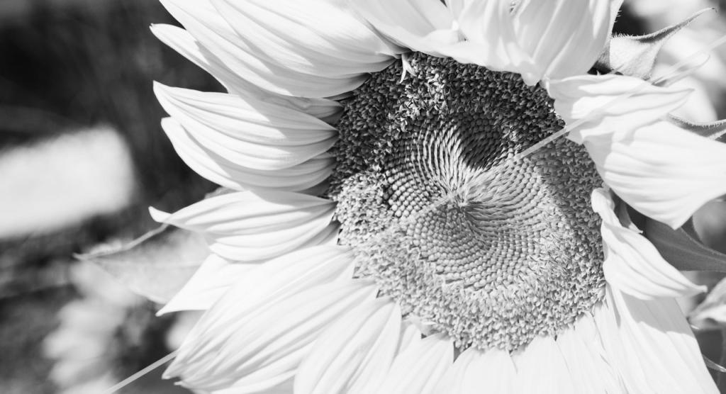 Primo piano in bianco e nero di un girasole, meticolosamente realizzato in bianco e nero in Photoshop. L'immagine mette in risalto le texture intricate del centro del fiore e dei suoi petali sovrapposti, con uno sfondo sfocato che enfatizza la struttura dettagliata del girasole.