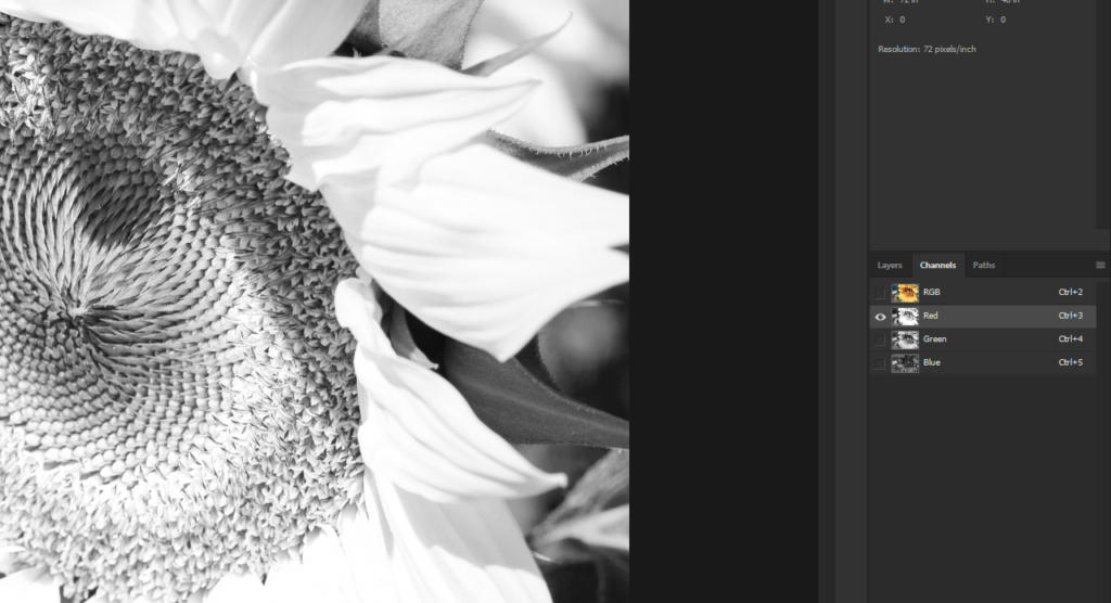 Un primo piano in bianco e nero di un girasole, che rivela le intricate texture dei suoi semi e petali, catturati in un dettaglio sbalorditivo. I menu sulla destra indicano gli strumenti di modifica in uso in Photoshop per questo capolavoro in bianco e nero.