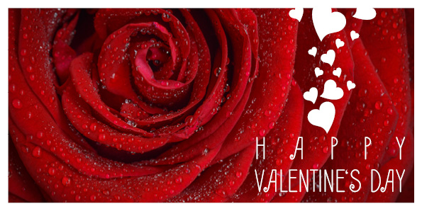 Primo piano di una rosa rossa ornata di gocce d'acqua. A destra, forme di cuori bianchi si raggruppano attorno al testo "Happy Valentines Day" in lettere bianche nitide: un perfetto Valentinstag Vorlage.